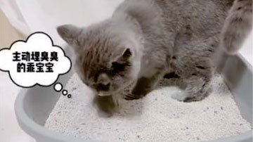 KittyCARE膨润土猫砂